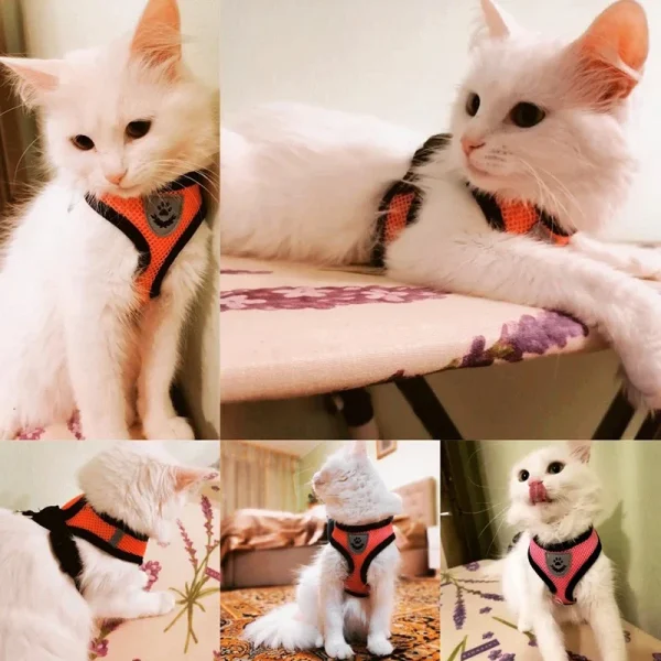Summer Cat Dog Harness Lead Leash Adjustable Vest Polyester Mesh Breathable Harnesses Reflective for Small Dog Cat Lesah - Image 2